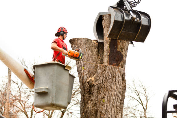 Leaf Removal in Oak View, CA